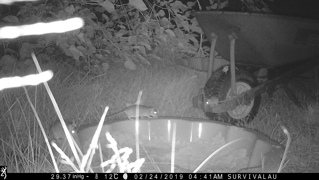 Three rats prowling around the tracking box - Make an Instant Tracking Box to Learn Animal Tracking - Survive.au