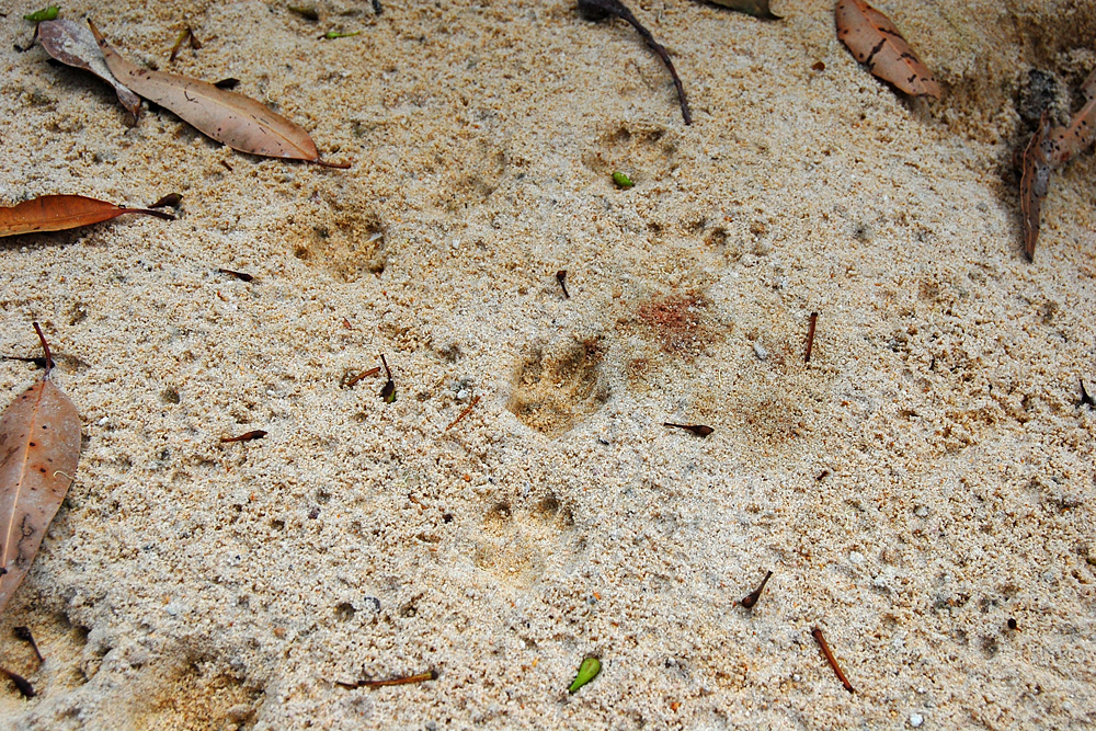 Animal tracks from the tracking box. These animal tracks were found long after the animal was gone, leaving a record of its presence there - Make an Instant Tracking Box to Learn Animal Tracking - Survive.au